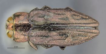 Media type: image;   Entomology 2702 Aspect: habitus dorsal view